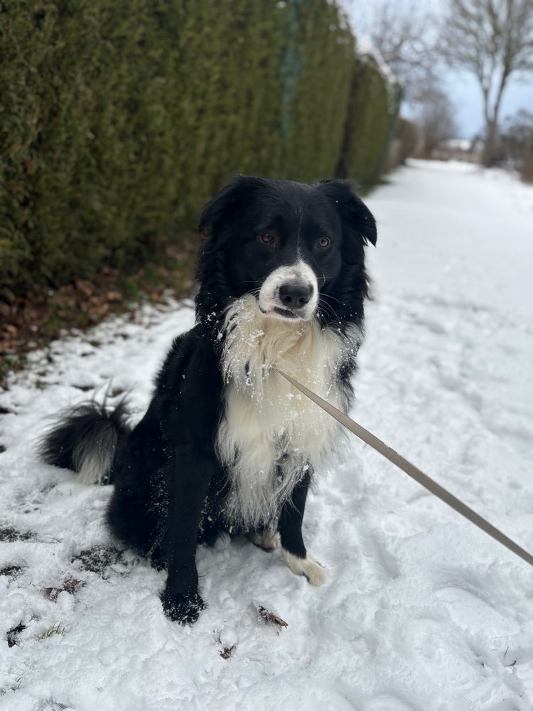 Hundetreffen-Gemeinsame gassi Runde-Profilbild