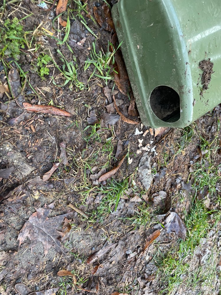 Giftköder-Nager Gift-Profilbild