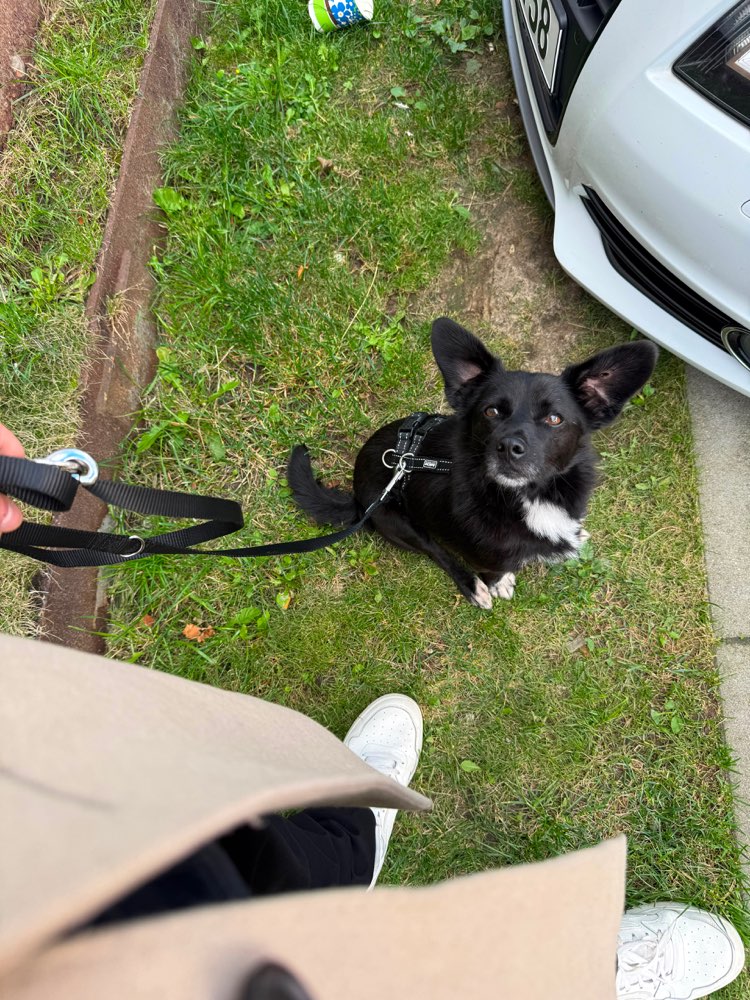 Hundetreffen-Hundetreffen / Spiel- und oder Trainingstreff-Profilbild