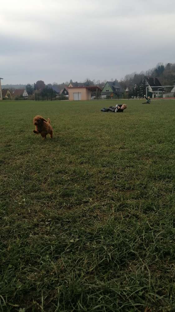 Hundetreffen-Welpen treffen ldk Ku/Kc/Hof-Profilbild