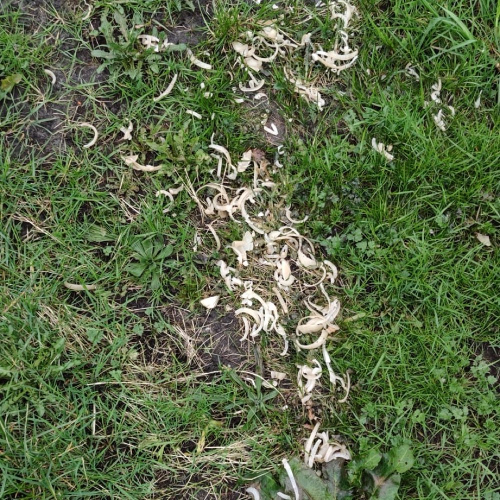 Giftköder-Zwiebeln !!!-Profilbild