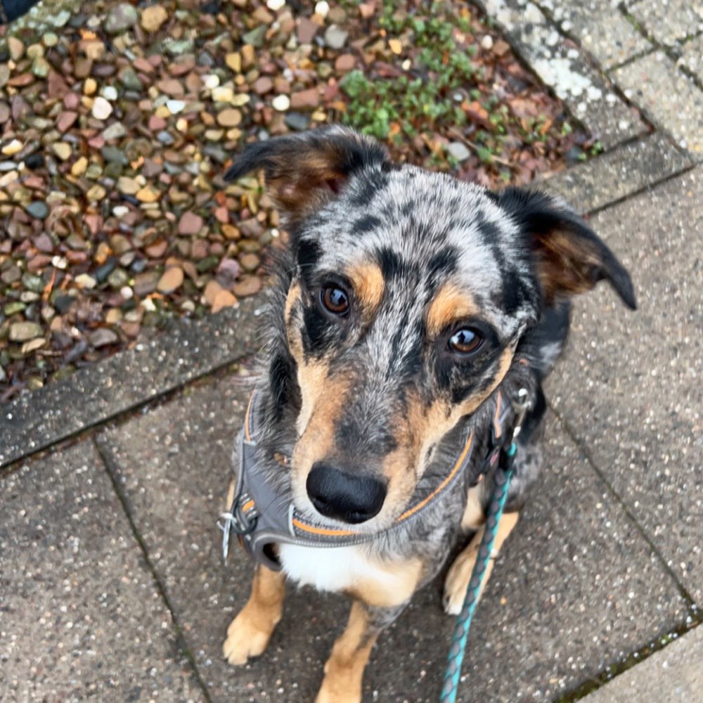 Hundetreffen-Hundebegegnungen üben/ Kennenlernen und spielen-Profilbild