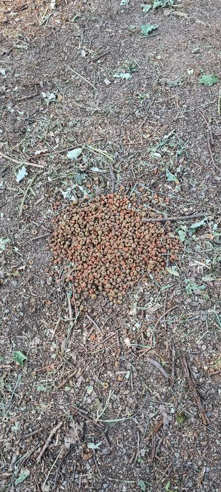 Giftköder-Trockenfutter Haufen  nebem dem Weg-Profilbild