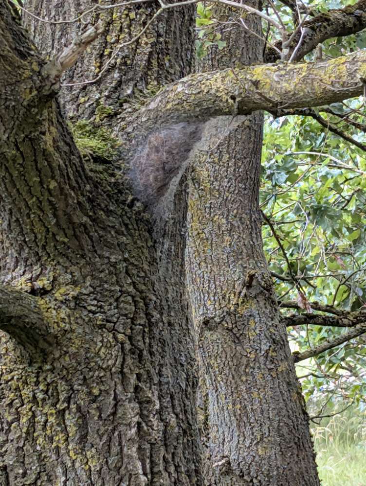 Giftköder-EPS Steller Heide-Profilbild