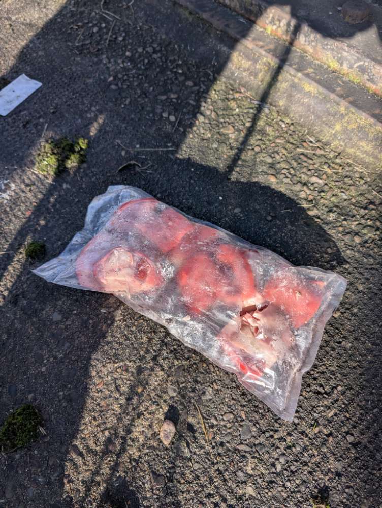 Giftköder-Es könnte ein Giftköder sein !!-Profilbild