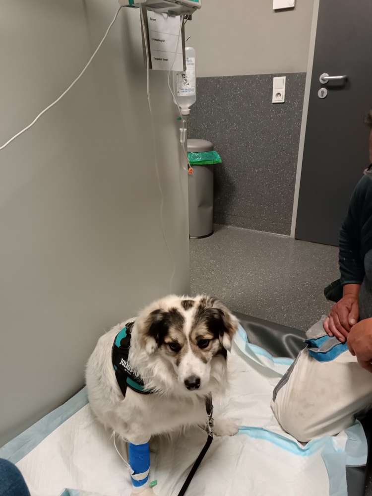 Giftköder-Giftköder in Wallerfangen-Profilbild