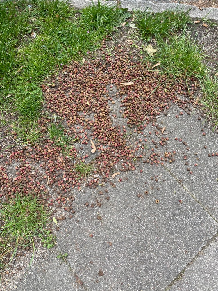 Giftköder-Leckerlies verstreut-Profilbild