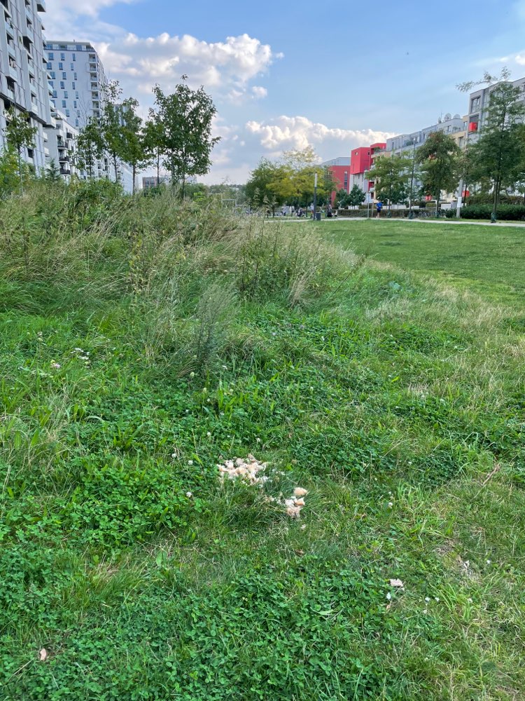 Giftköder-Essensreste (Brot)-Profilbild
