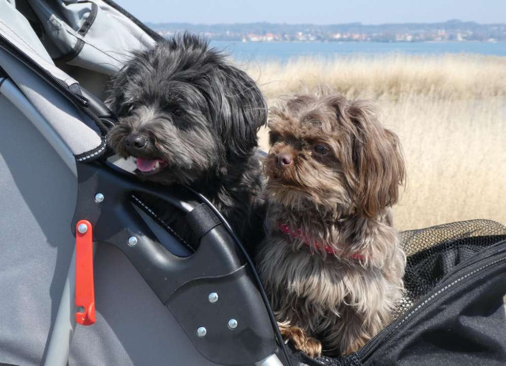 Hundetreffen-Spaziergang in und um Biberach-Profilbild