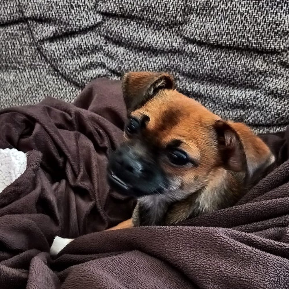 Hundetreffen-Da kann man sich dann aussprechen-Profilbild