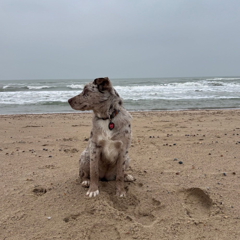 Hundetreffen-Großer Garten vorhanden-Profilbild