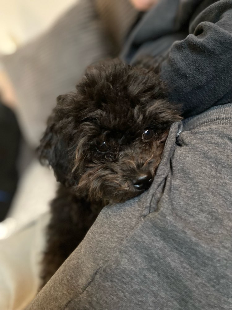 Hundetreffen-Welpen-Treff im Luisenpark gesucht-Profilbild