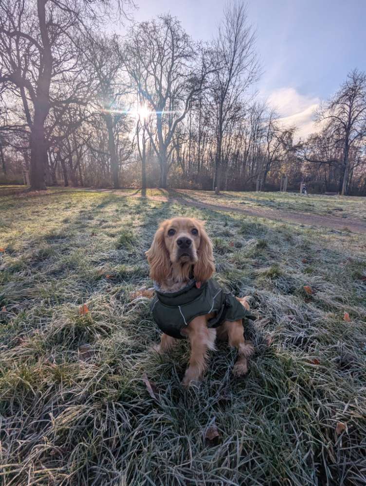 Hundetreffen-Gesucht: Entspannte/r Spazierfreund/in für kurze Spaziergänge-Profilbild