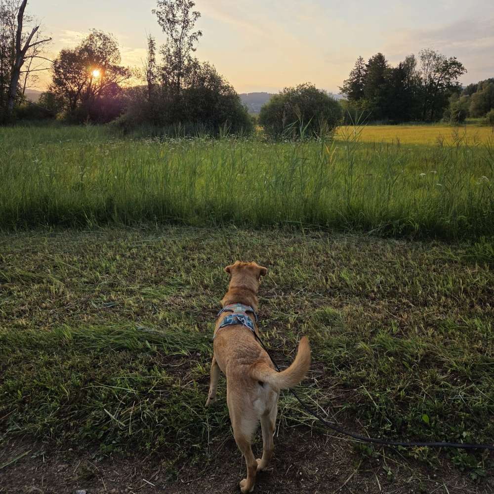 Hundetreffen-Fellfreunde mit Kleinkind-Profilbild