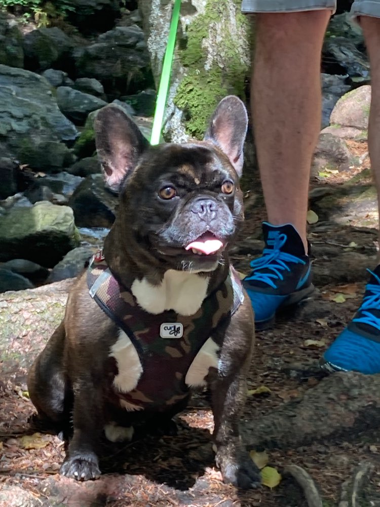 Hundetreffen-Suche Kameraden zum Gassi gehen und Spielen-Profilbild