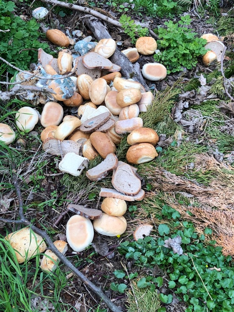 Giftköder-Schimmelige Brötchen-Profilbild