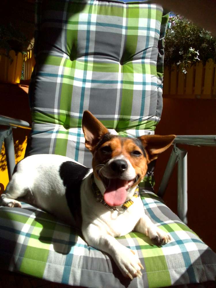 Hundetreffen-Jacky Dame sucht Spiel Freunde-Profilbild