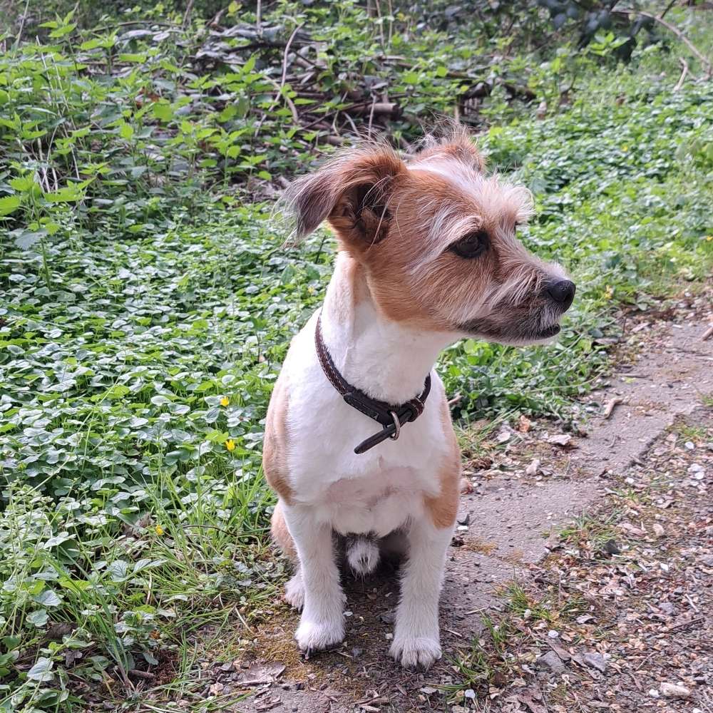 Hundetreffen-Gassi Runde-Profilbild