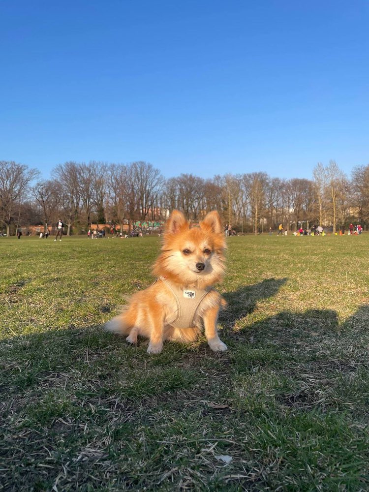 Hundetreffen-Kleine Hunde Treffen im Schillerpark-Profilbild
