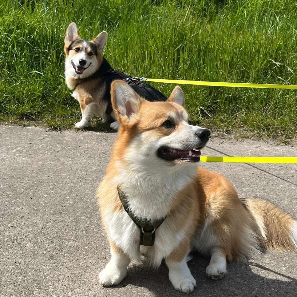 Hundetreffen-Spielen und Toben-Profilbild