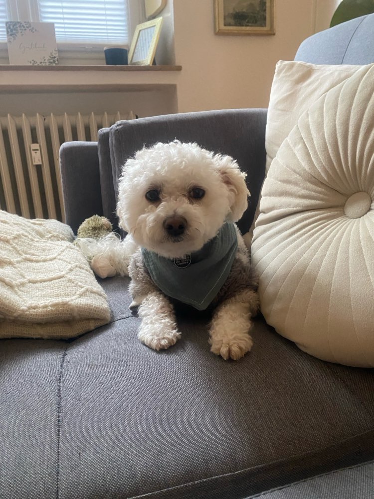 Hundetreffen-Suche/ Biete Hundesitting in Solingen/ Düsseldorf-Profilbild