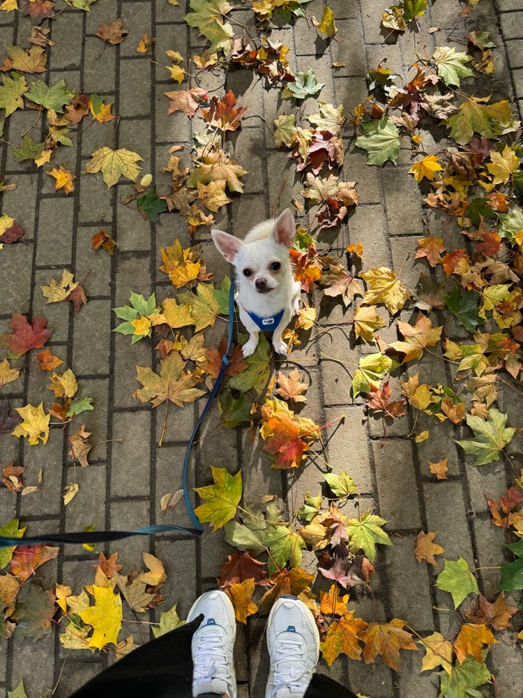 Hundetreffen-Spieltreffen / Gassirunden Freunde gesucht :)-Profilbild