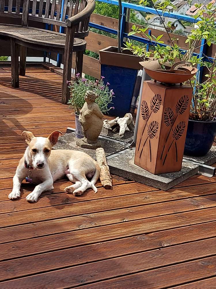 Hundetreffen-Suche Freunde-Profilbild