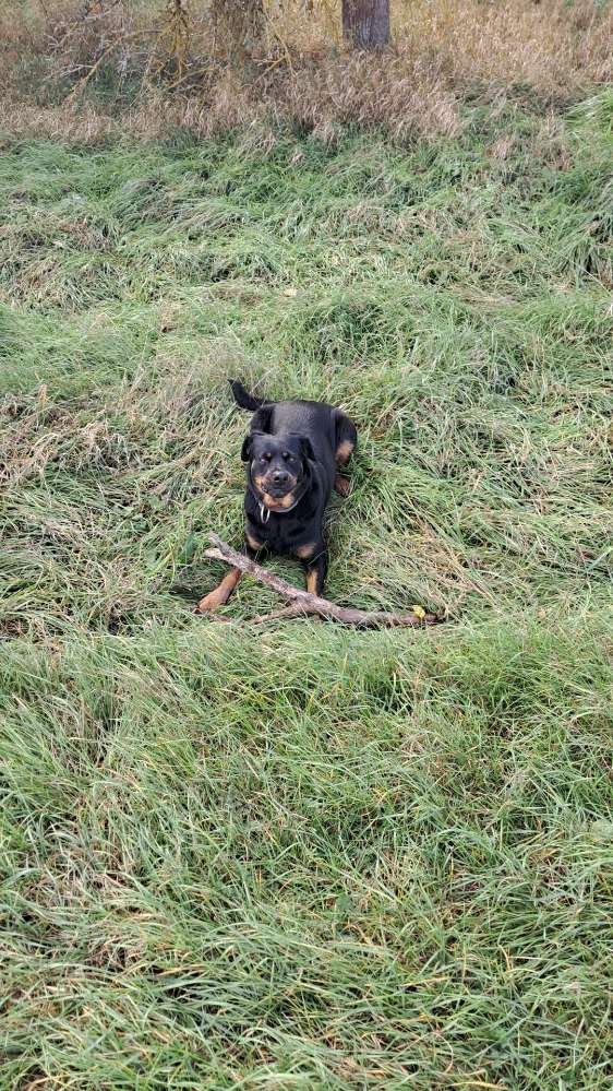 Hundetreffen-Meine Sky sucht immer Freunde-Profilbild