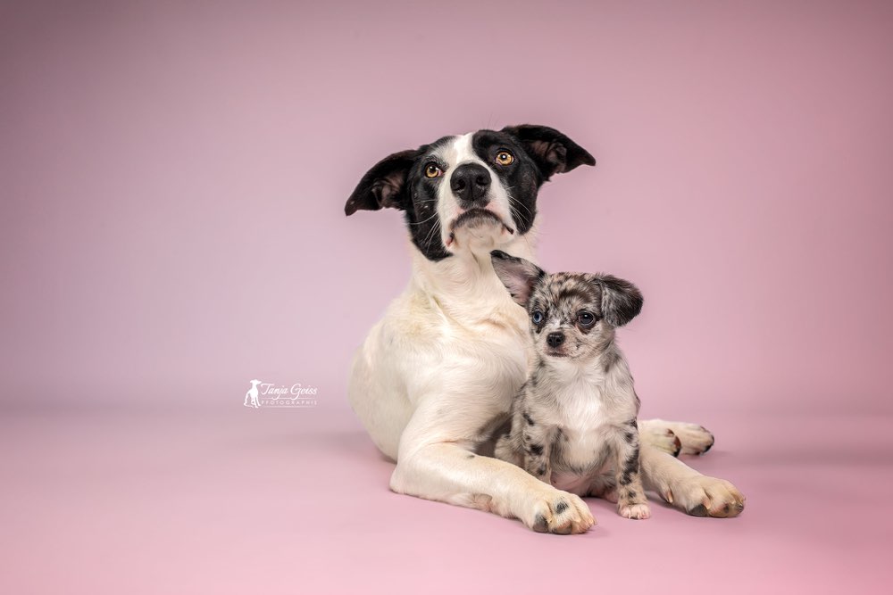 Hundetreffen-Hundefreunde und Menschen gesucht-Profilbild