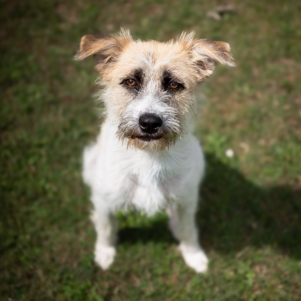 Hundetreffen-Socialwalk-Profilbild