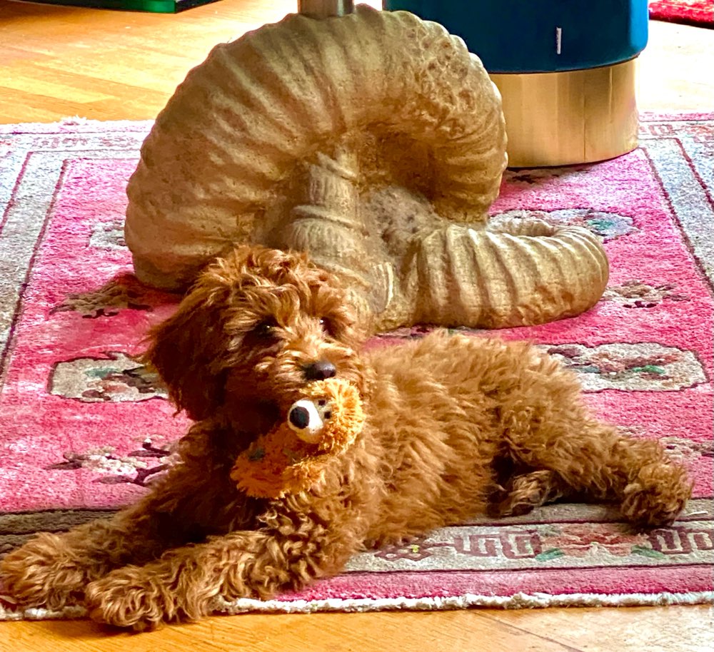 Hundetreffen-Gemeinsame Gassi Runde an der Isar-Profilbild