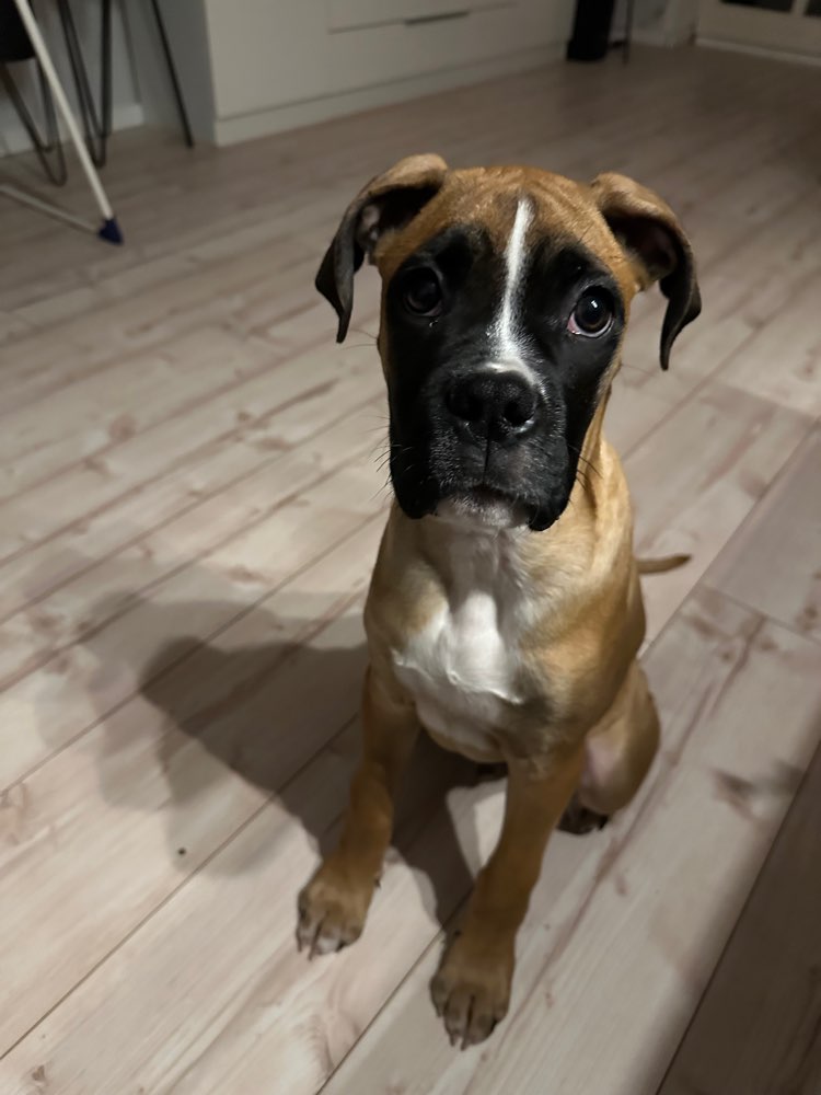Hundetreffen-Junghund sucht Spielkameraden-Profilbild
