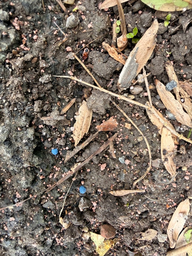 Giftköder-Dünger in der LGS-Profilbild