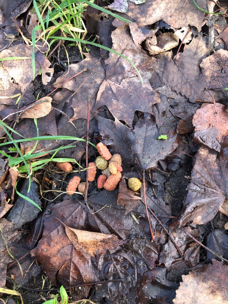 Giftköder-Giftköder! Kulenkampffallee-Profilbild