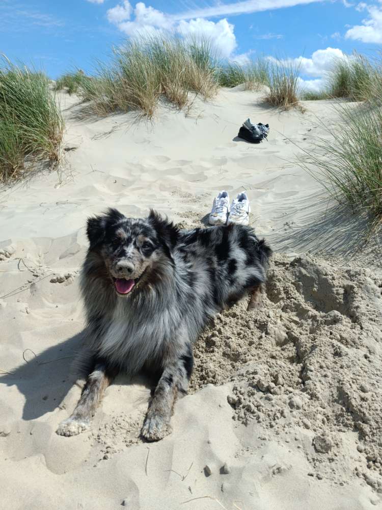 Hundetreffen-Play Date! auf Spaziergängen-Profilbild