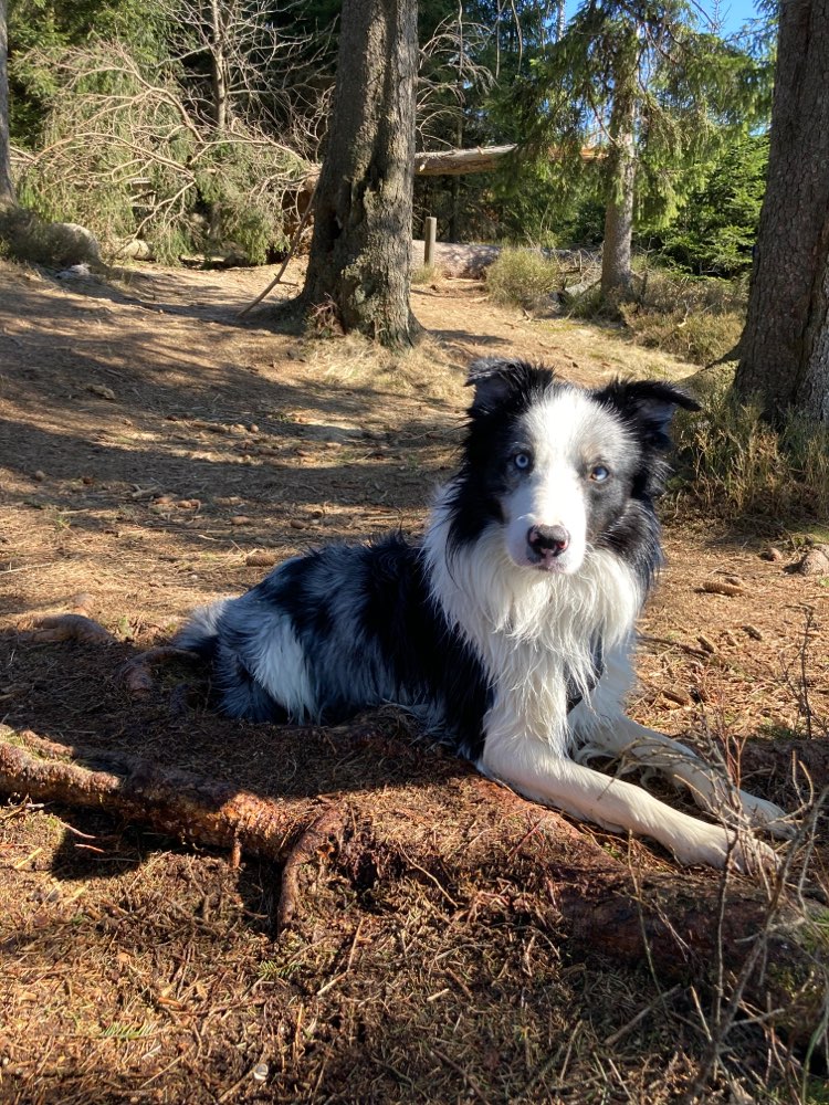Hundetreffen-Hundekumpel\ine für gelegentliche Gassirunde gesucht-Profilbild