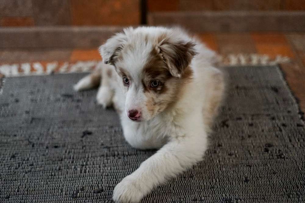 Hundetreffen-Neue Freunde kennenlernen.-Profilbild