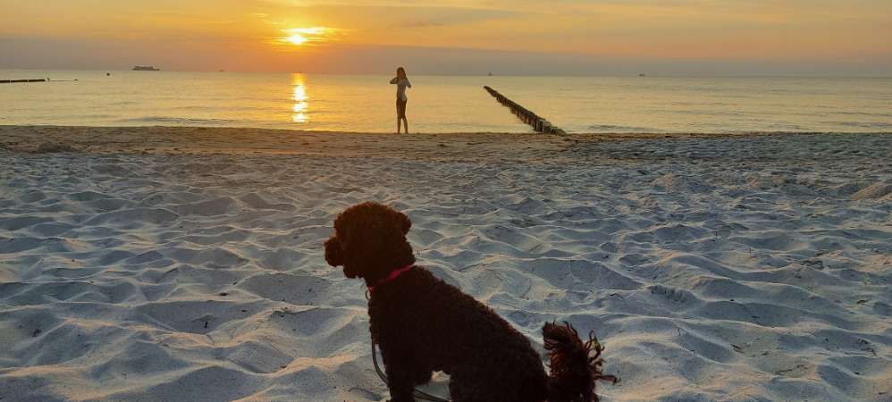 Hundetreffen-Suche Spielkameraden für meinen Toypudelmix-Profilbild