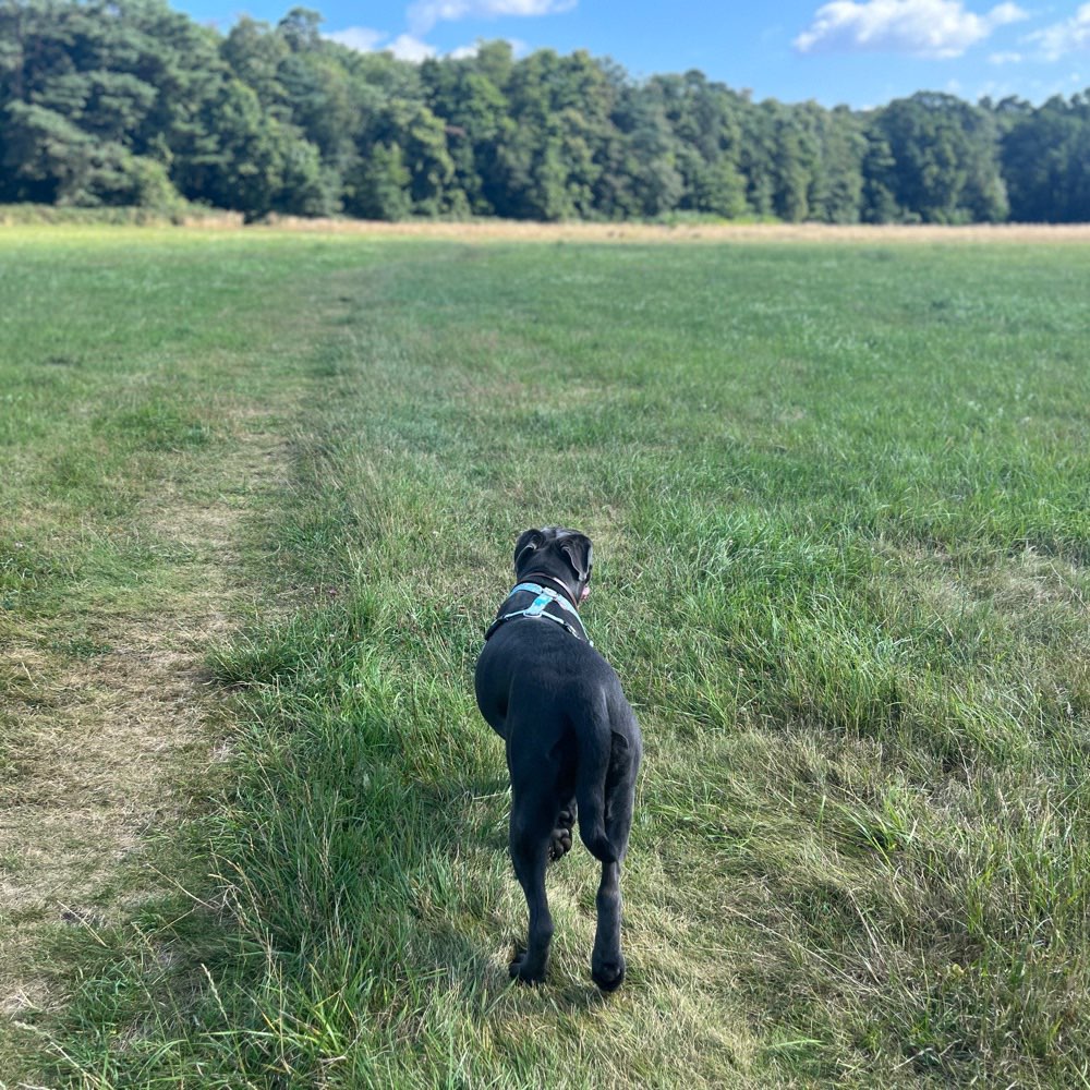 Hundetreffen-Freunde gesucht-Profilbild