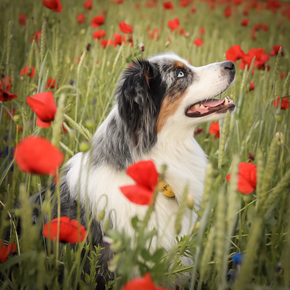 Hundetreffen-Trainingsrunde/ Social Walk gerne auch mit Leinenpöblern/reaktiven Hunden-Profilbild
