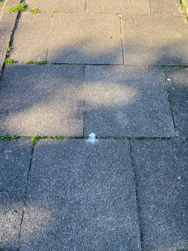 Giftköder-Ameisengift-Profilbild