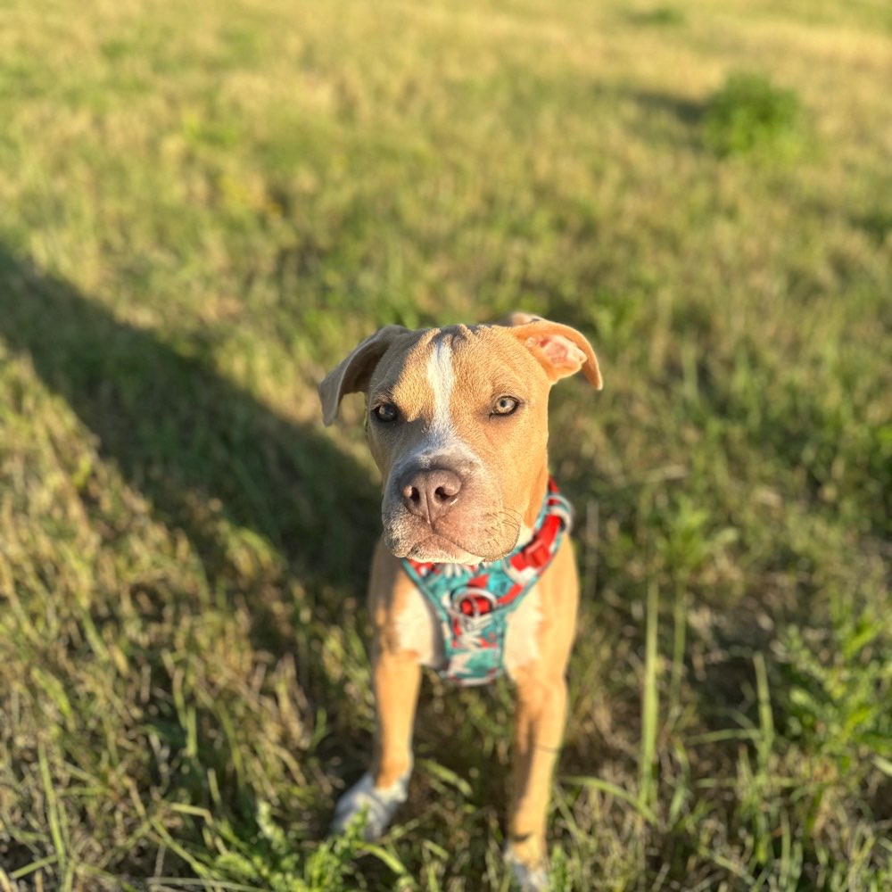 Hundetreffen-Hundefreund/-in gesucht 🐶-Profilbild