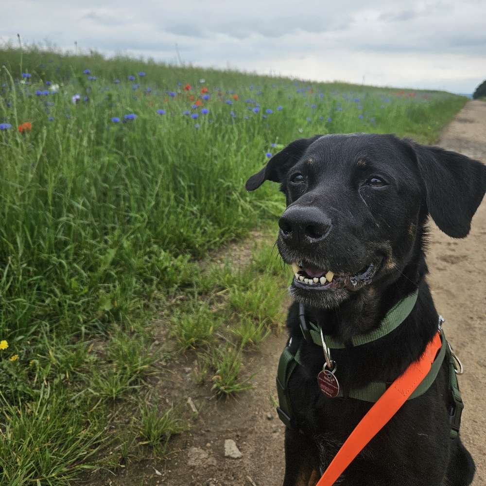 Hundetreffen-Heiligkreuztreff-Profilbild