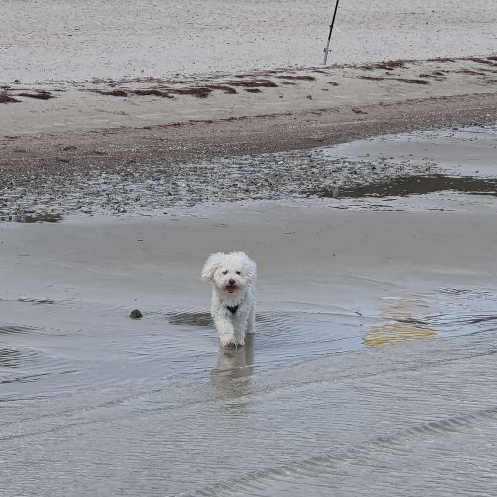 Hundetreffen-Spielrunde für kleine Hunderassen-Profilbild