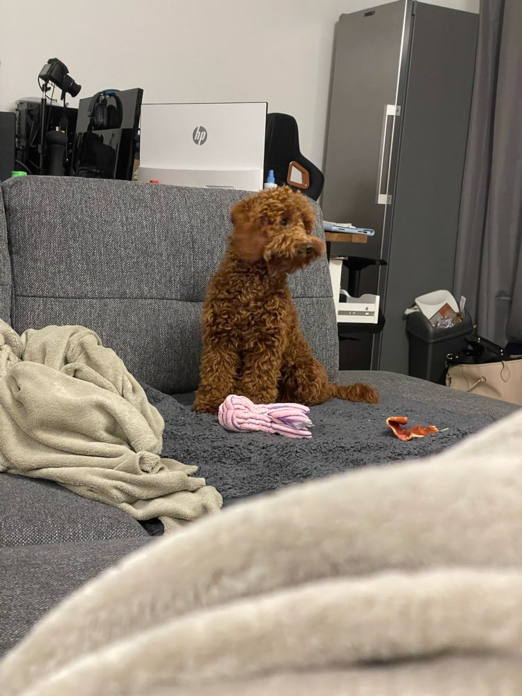 Hundetreffen-Spielrunde-Profilbild