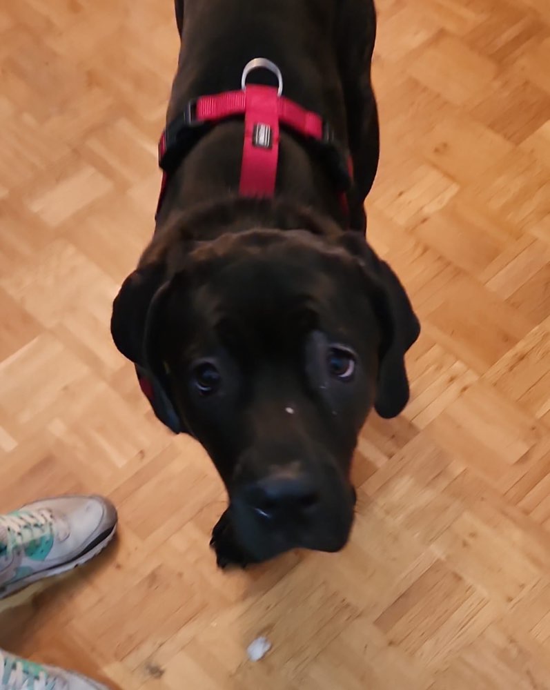 Hundetreffen-Allgemein Treffen in Wald Hillerheide.-Profilbild