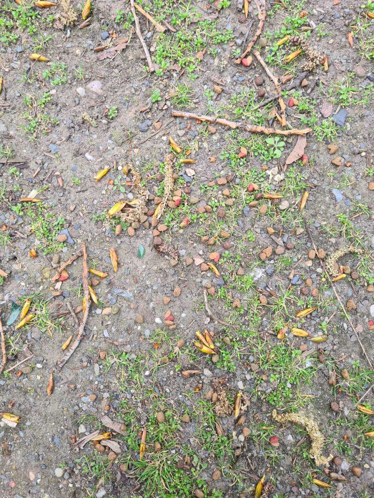 Giftköder-Erneut verstreute Leckerlis-Profilbild