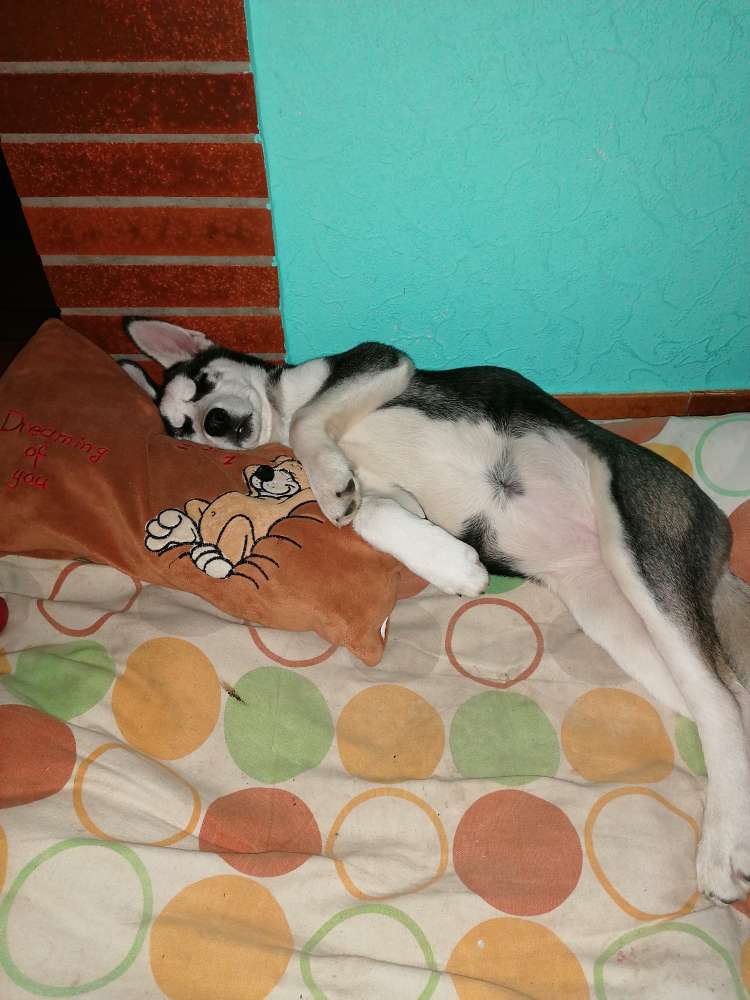 Hundetreffen-Miska würde sich über ein Spielgefährten freuen-Profilbild