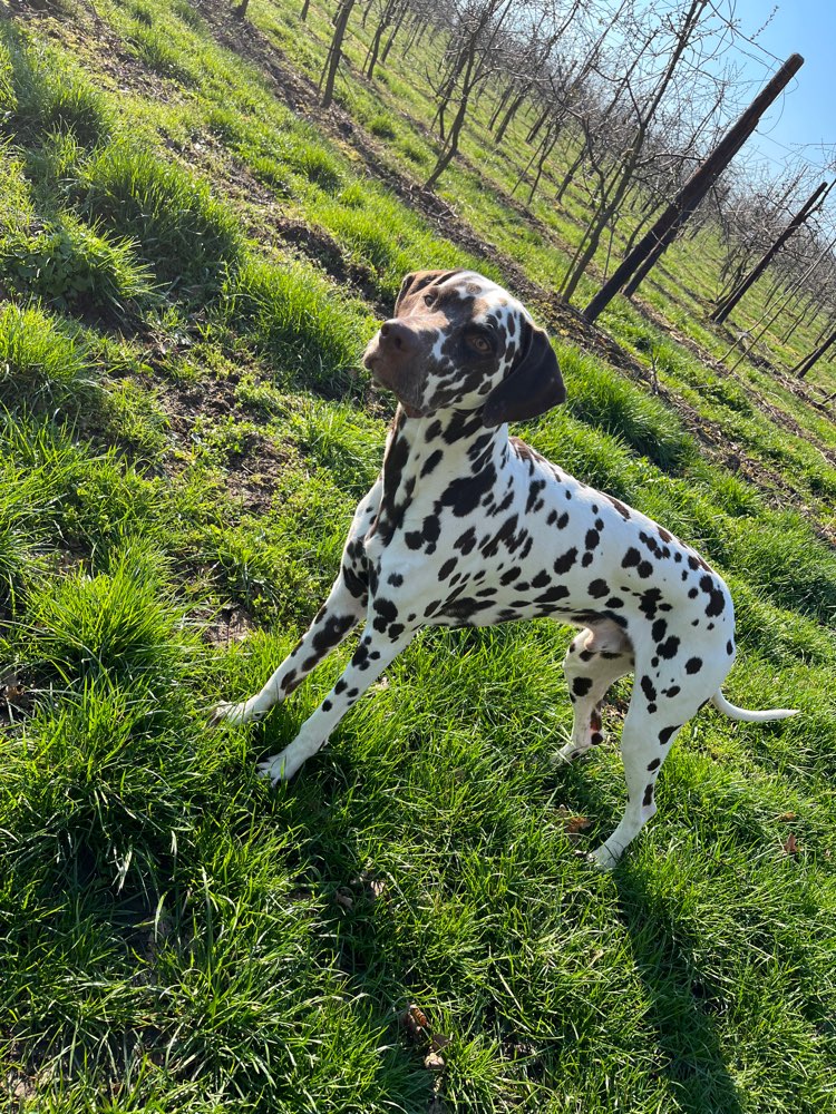 Hundetreffen-Spazieren, Spiel, Spaß und Training 🌹-Profilbild