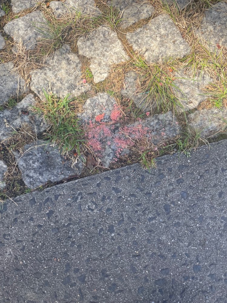 Giftköder-Vermutlich Rattengift-Profilbild